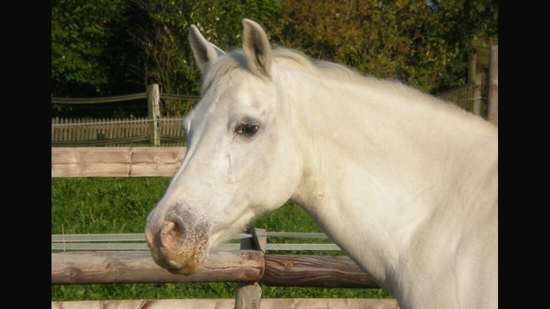 CAV Pferde Senioren Deutsches Reitpony Stute 29 Cherry MS