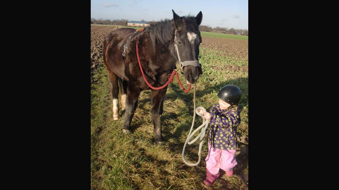 CAV Pferde Senioren Deutsches Reitpony Stute 32 MS