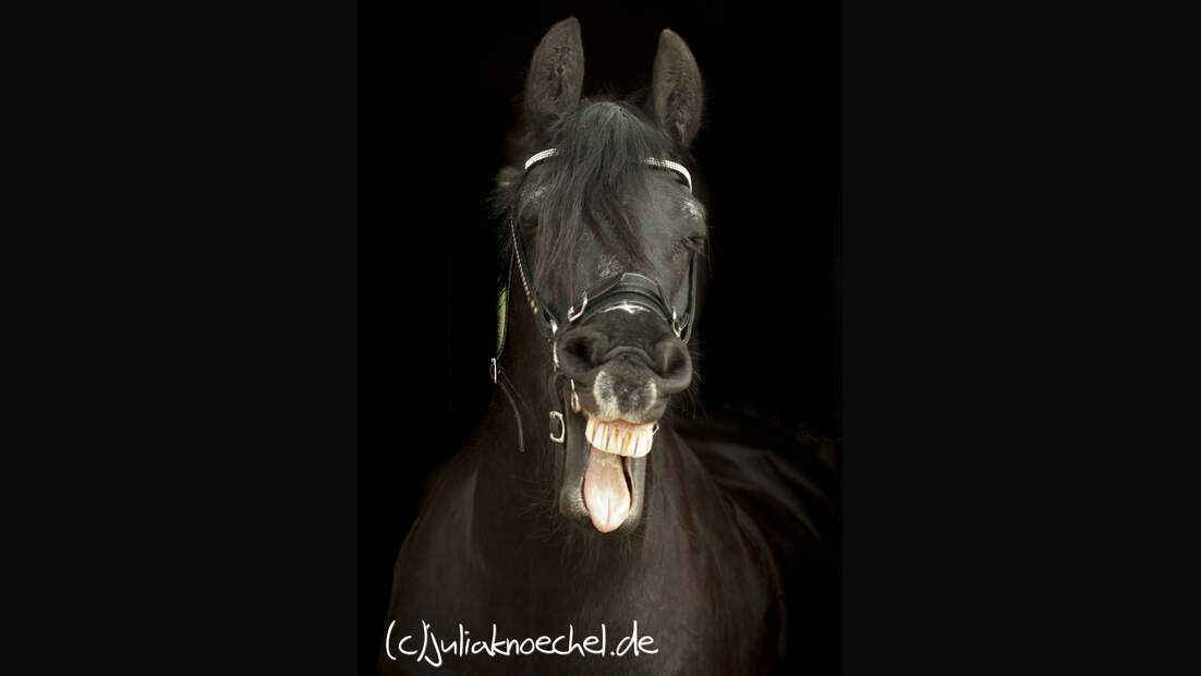 CAV Pferde Senioren Friese 18 Stute Elsje MS