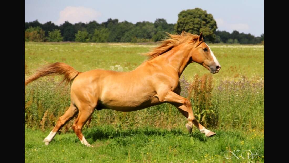 CAV Pferde Senioren Halbblut Wallach Charly 22 MS