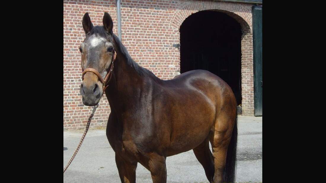 CAV Pferde Senioren Hannoveraner Daisy MS