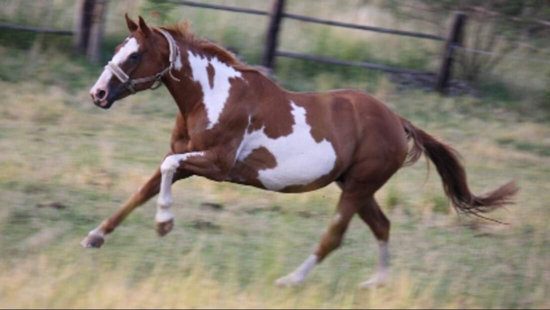 CAV Pferde Senioren Mix Stute 20 MS