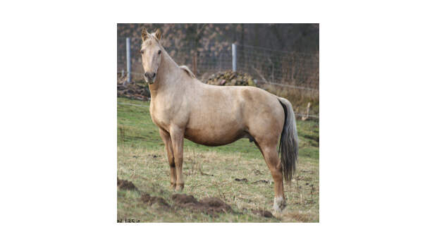 CAV Pferde Senioren Morgan Horse 24 MS