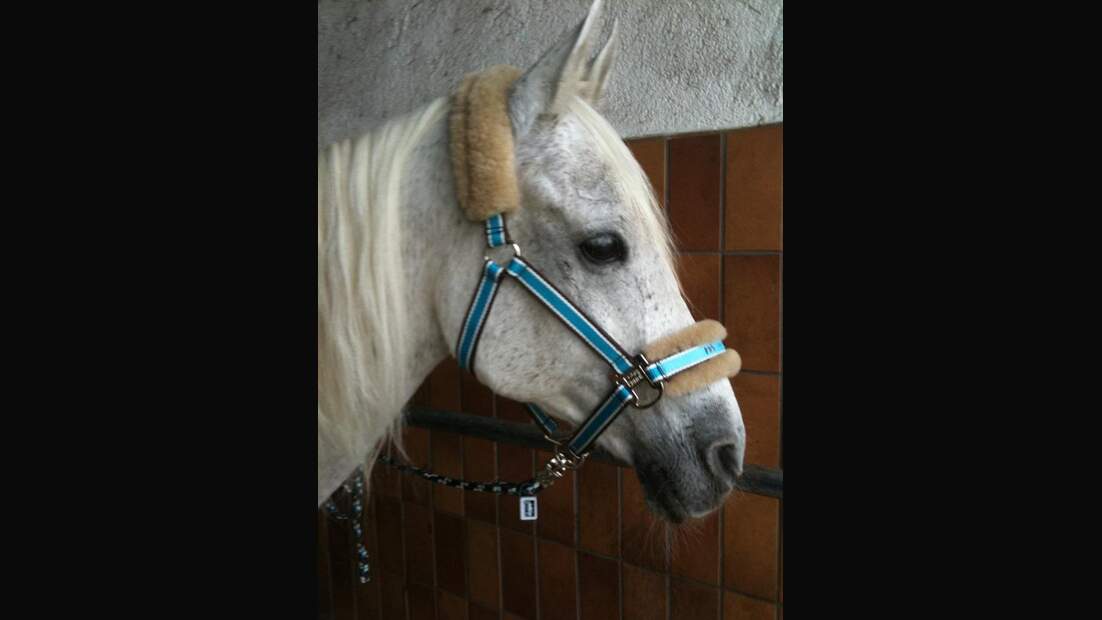 CAV Pferde Senioren Roy 27 Araber MS