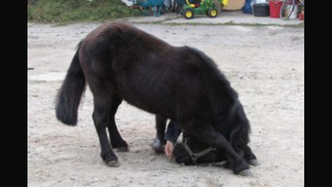 CAV Pferde Senioren Shetty Sarah 30 MS