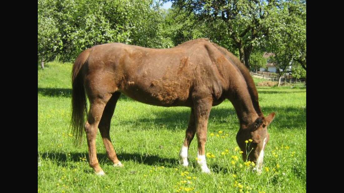 CAV Pferde Senioren Stute Aline 31 MS