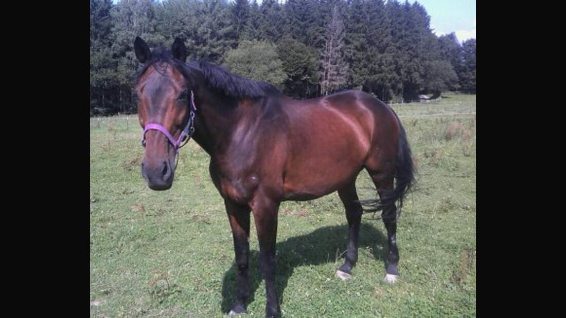 CAV Pferde Senioren Trakehner Arizona 17 MS