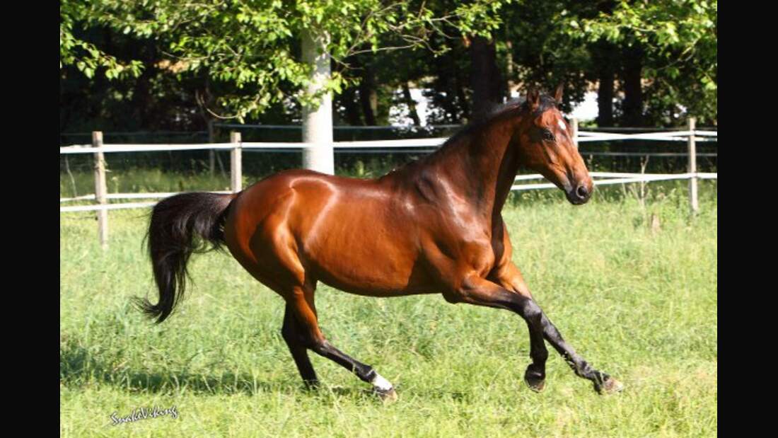 CAV Pferde Senioren Vollblut Wallach 22 MS