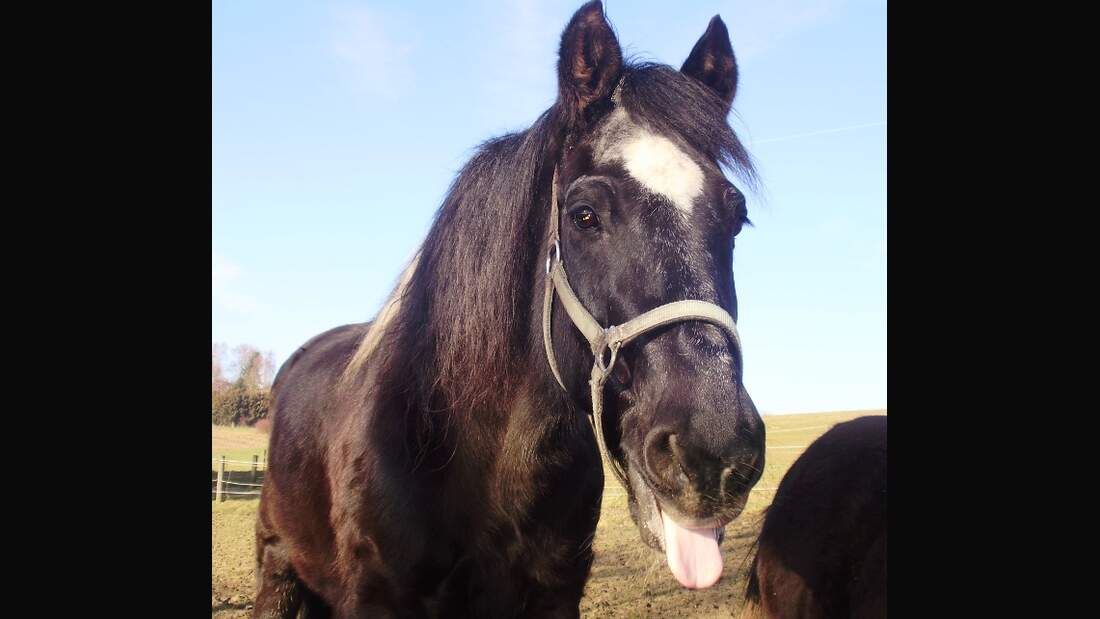 CAV Pferde Senioren Wallach Blacky MS