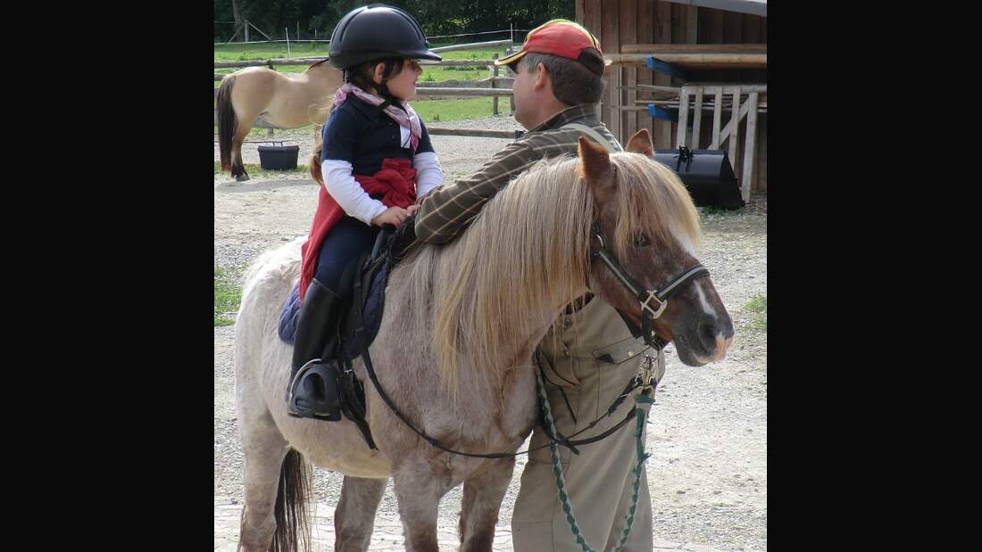 CAV Pferde Senioren Wallach Bronco Welch Pony 35 MS