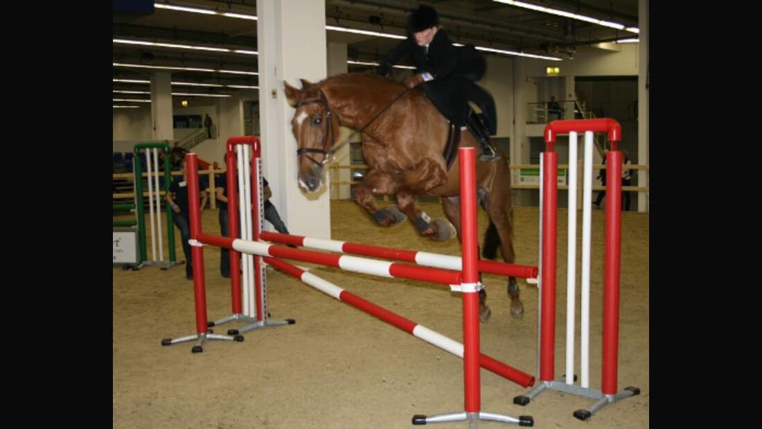 CAV Pferde Senioren Wallach Cayenne MS