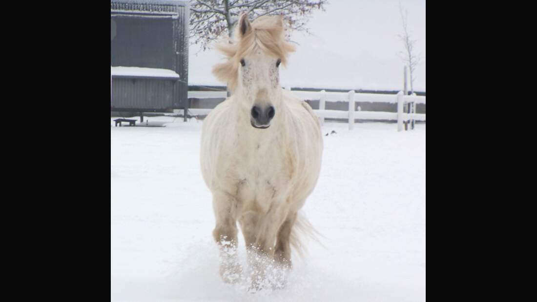 CAV Pferde Senioren Wallach Chap 27 MS