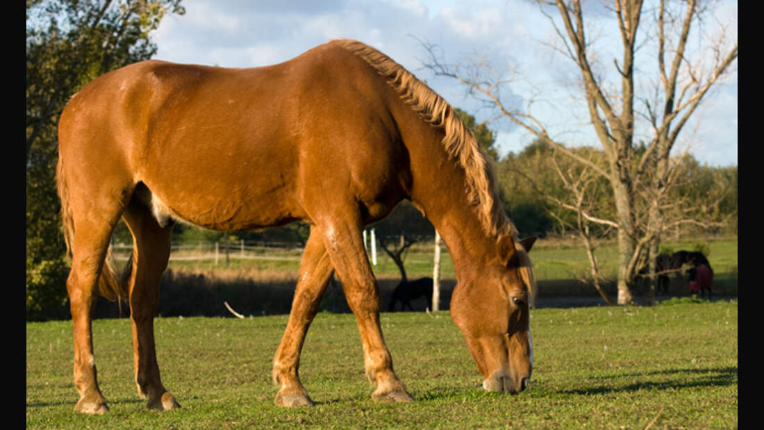 CAV Pferde Senioren Wallach Guru II 27 2. VersuchMS