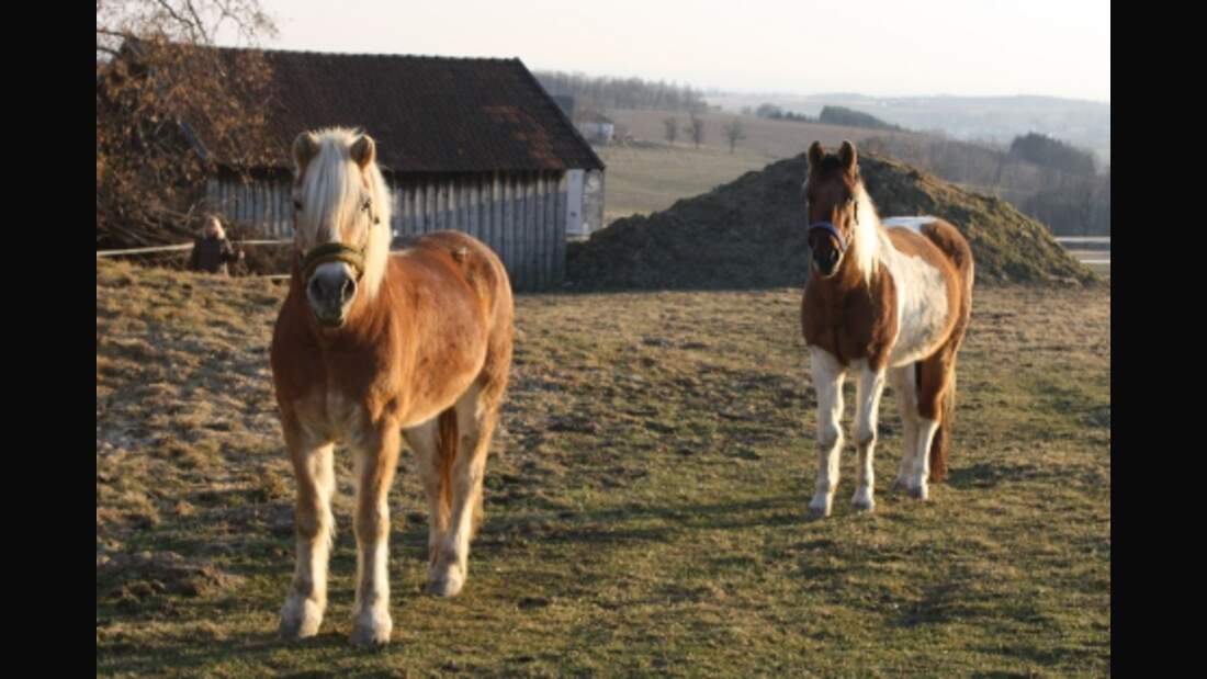 CAV Pferde Senioren Wallach Haflinger Benny Schecke Schoschone MSMS