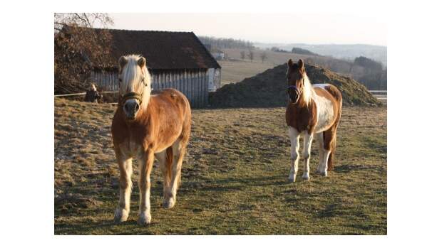 CAV Pferde Senioren Wallach Haflinger Benny Schecke Schoschone MSMS