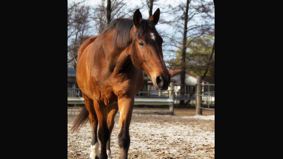 CAV Pferde Senioren Wallach King 27 MS