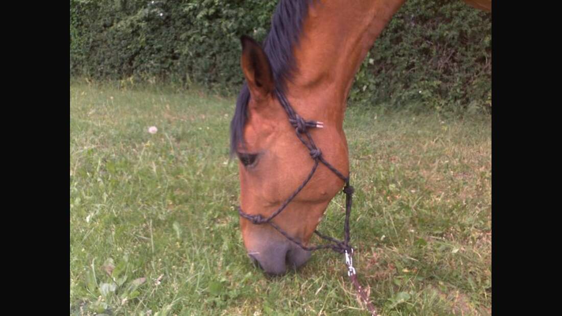 CAV Pferde Senioren Wallach Mecklenburger Berto 21 MS