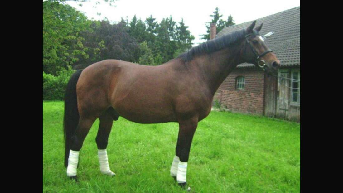 CAV Pferde Senioren Wallach Porqueno Westfale MS