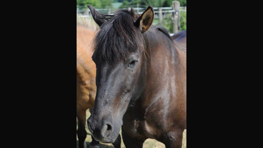 CAV Pferde Senioren Wallach Promi Huzule Tornado MS