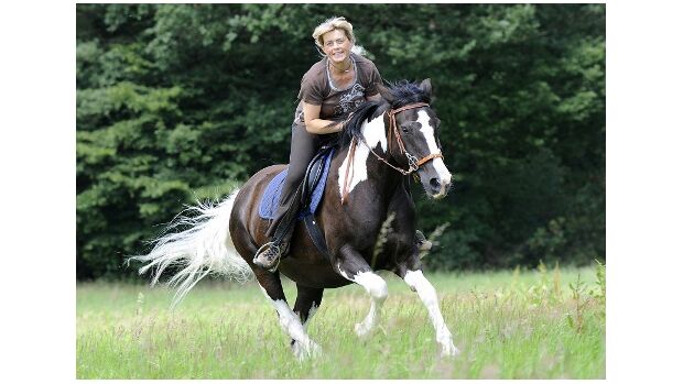 CAV Pferde Senioren Welshcob-Tinker-Hessen-Mix Stute Angelina 20MS