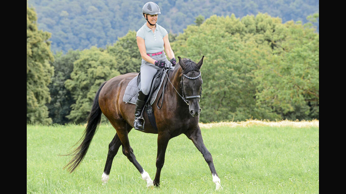 CAV Pferde Wiese reiten Biegung Trab