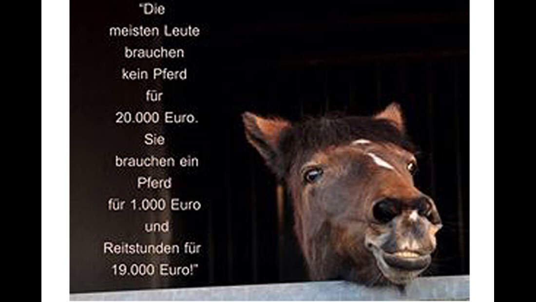 CAV Pferde Zitate Leserfotos 1