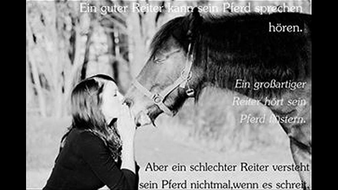 CAV Pferde Zitate Leserfotos 3
