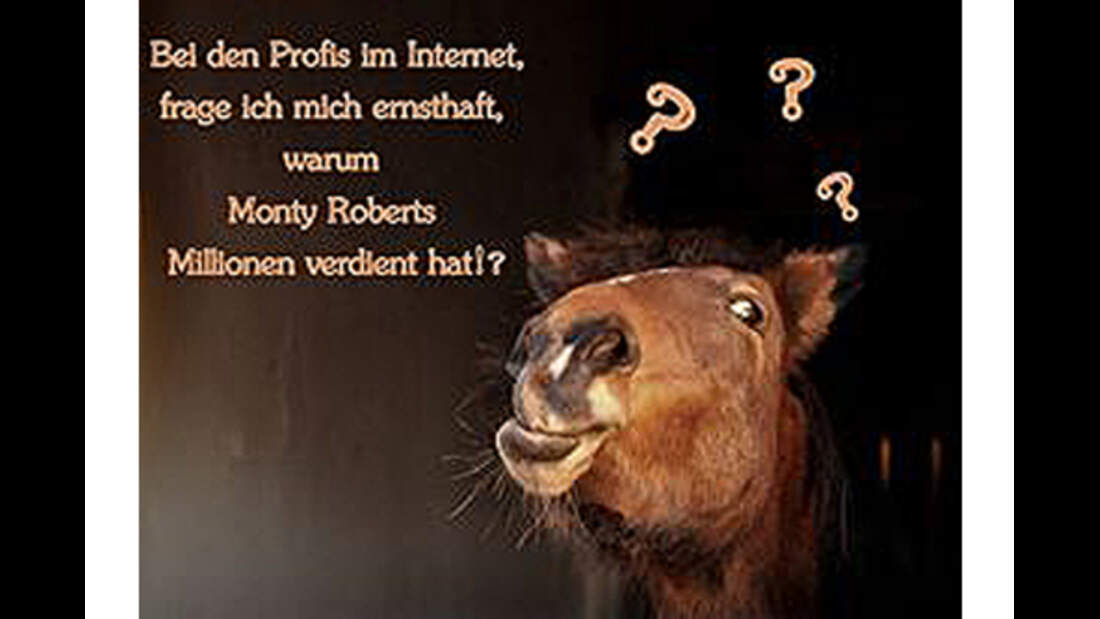 CAV Pferde Zitate Leserfotos 5