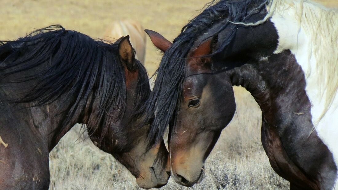 CAV Pferde beschnuppern sich Harmonie Team