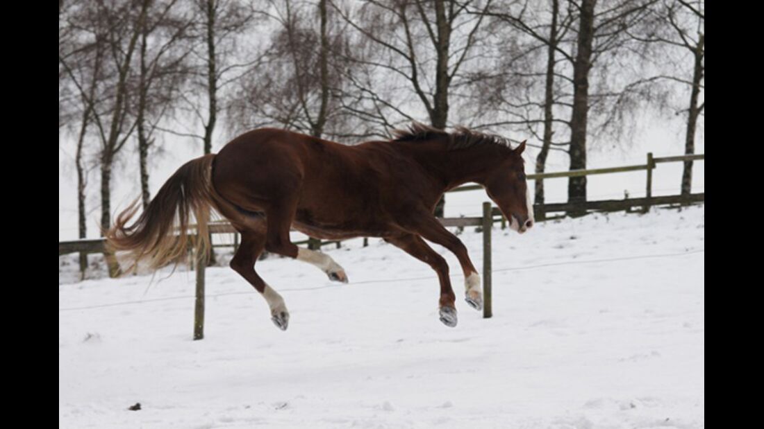 CAV Pferde im Schnee - Tami