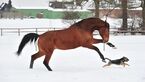 CAV Pferde im Schnee Winter 1