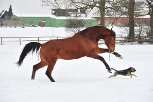 CAV Pferde im Schnee Winter 1