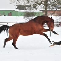 CAV Pferde im Schnee Winter 1