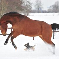 CAV Pferde im Schnee Winter 2