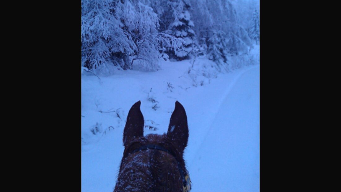 CAV Pferde im Schnee Winter 2012-10-30 4