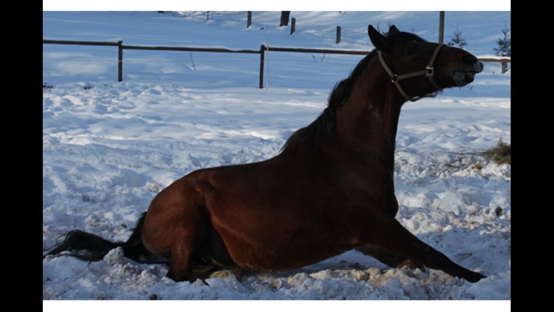 CAV Pferde im Schnee Winter 2012-10-30 6