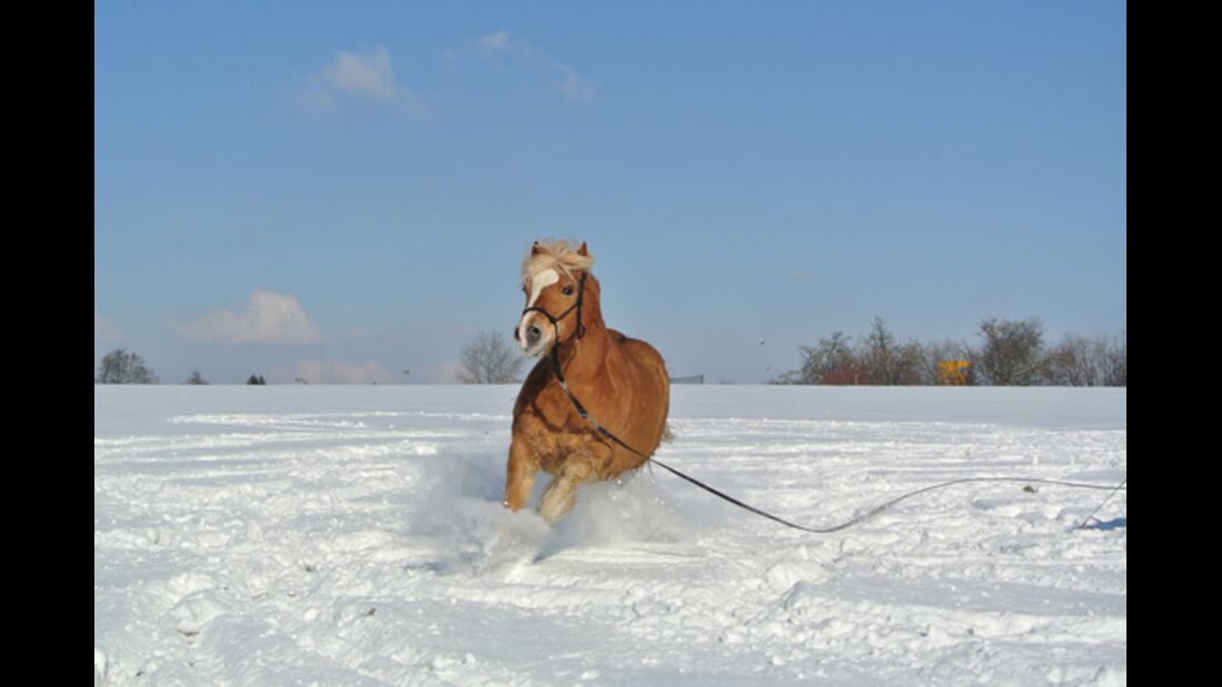 CAV Pferde im Schnee Winter 5