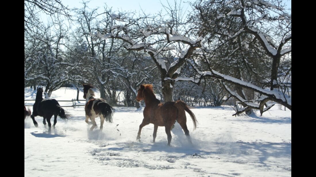 CAV Pferde im Schnee Winter 6