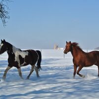 CAV Pferde im Schnee Winter 7