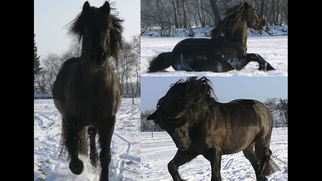 CAV Pferde im Schnee Winter - Coednewydd