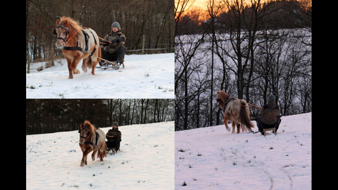 CAV Pferde im Schnee Winter - Marlon