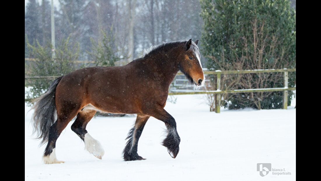 CAV Pferde im Schnee Winter - Mathilda