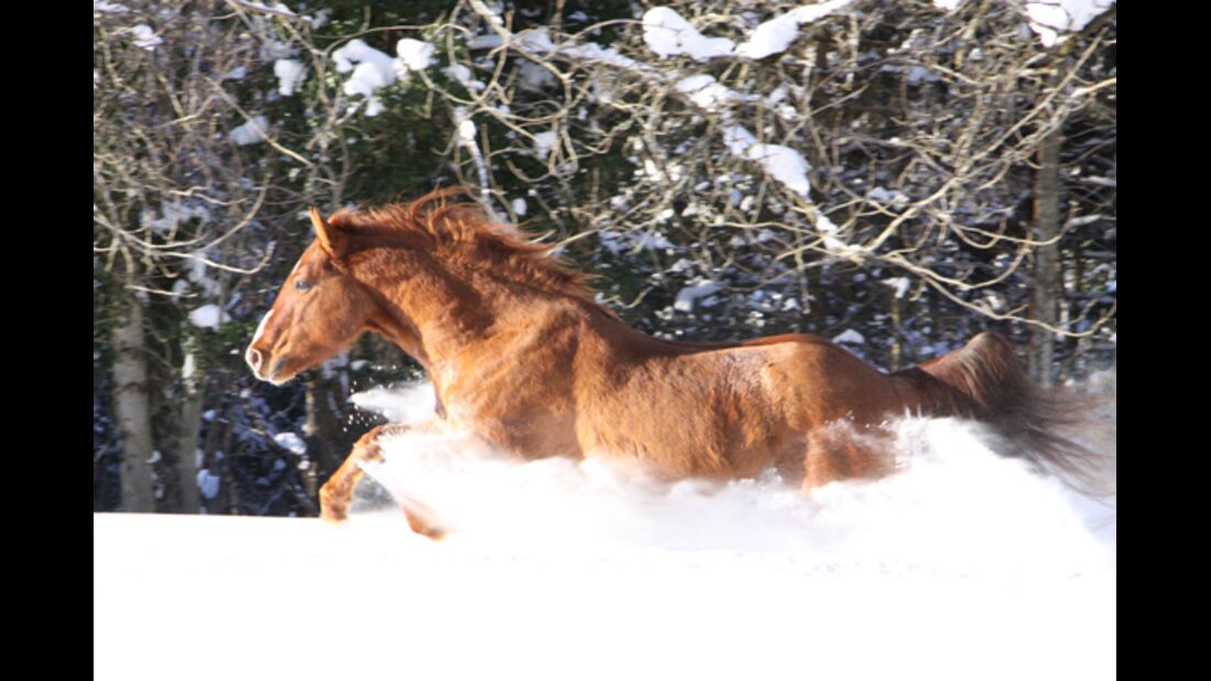 CAV Pferde im Schnee Winter - Toughandtop Gamin