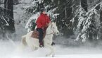 CAV Pferde im Winter