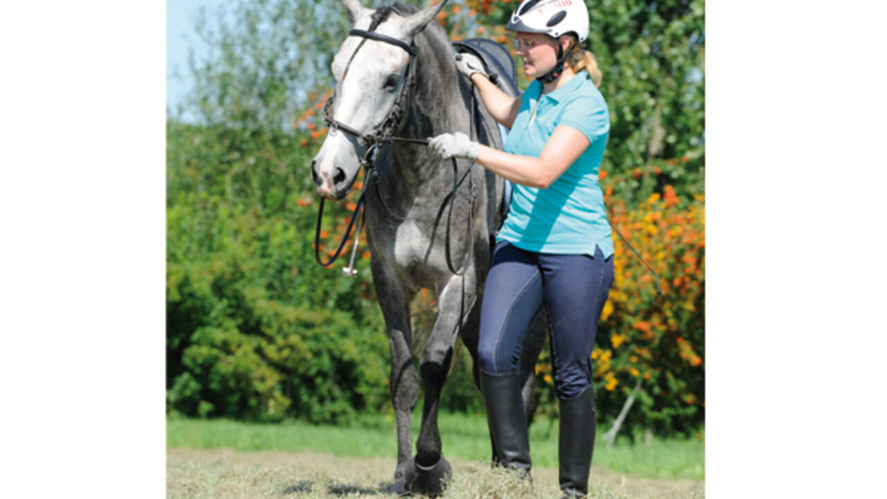 Jungpferde Fur Jeden Reiter Cavallo De