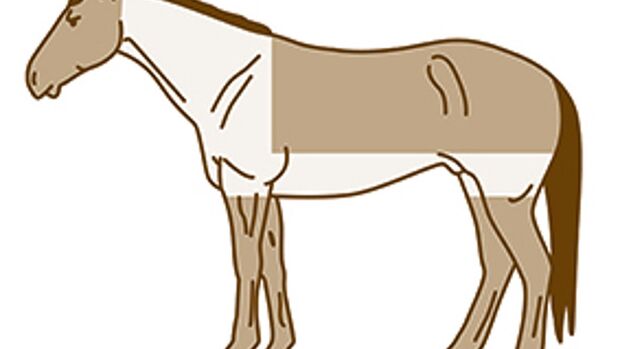 CAV Pferde scheren Deckenschnitt