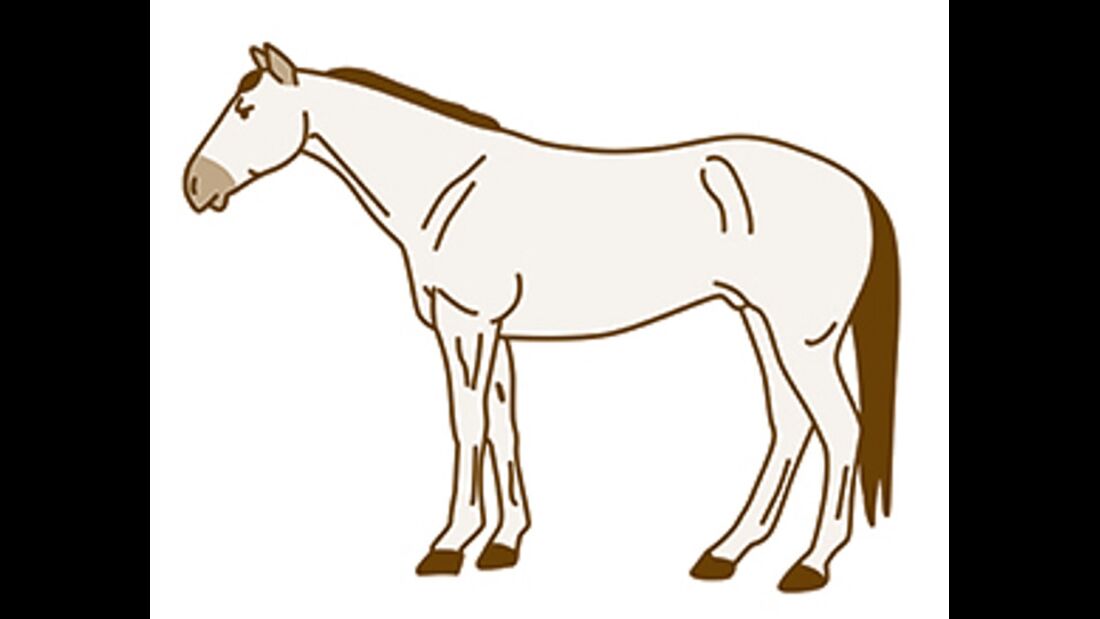 CAV Pferde scheren  Komplettschur