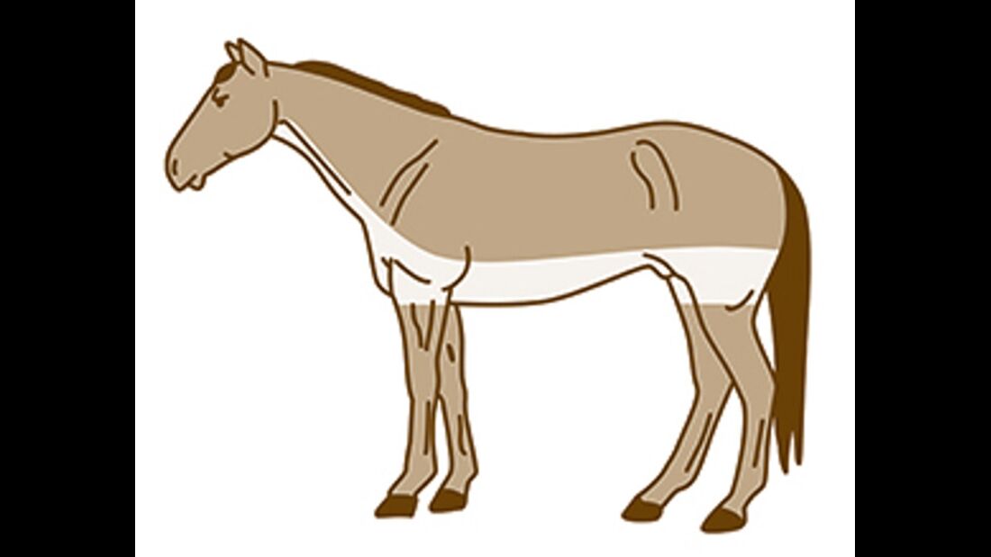 CAV Pferde scheren Streifenschnitt