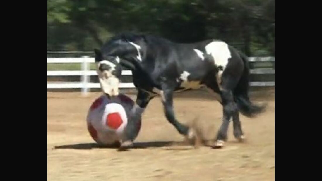 CAV Pferde spielen Ball Motiv 4