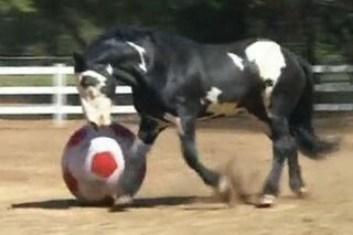CAV Pferde spielen Ball Motiv 4
